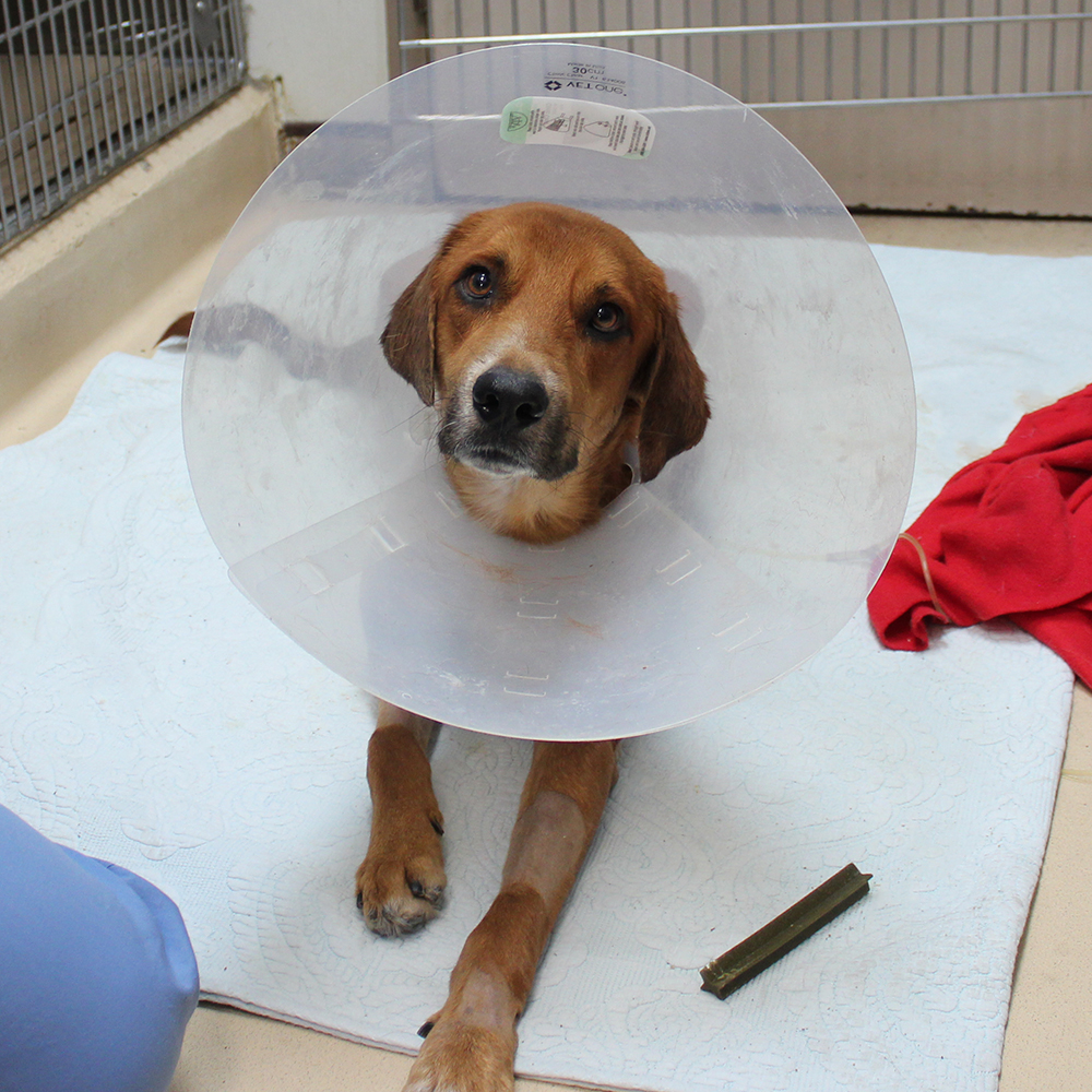 rescue-turks-caicos-clifford-020518-IMG_0191