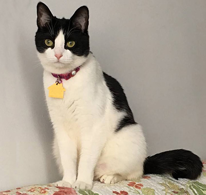 adoption-story-disabled-pets-feb2017-Anastasia-16681523