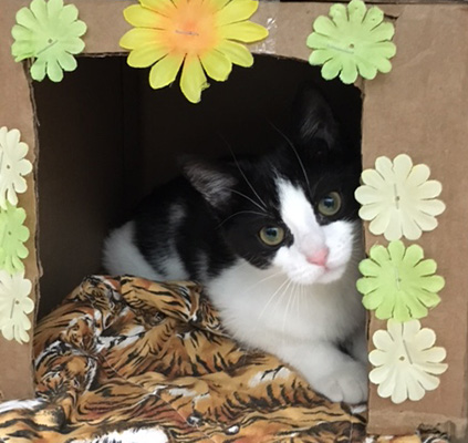 adoption-story-disabled-pets-feb2017-Anastasia-IMG_3179