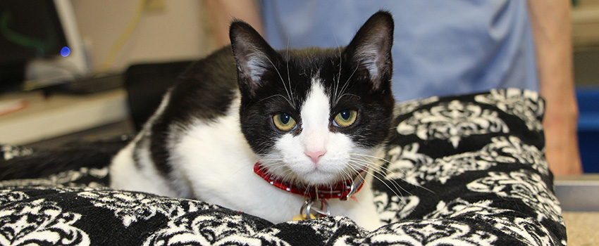 adoption-story-disabled-pets-feb2017-Anastasia-IMG_8562