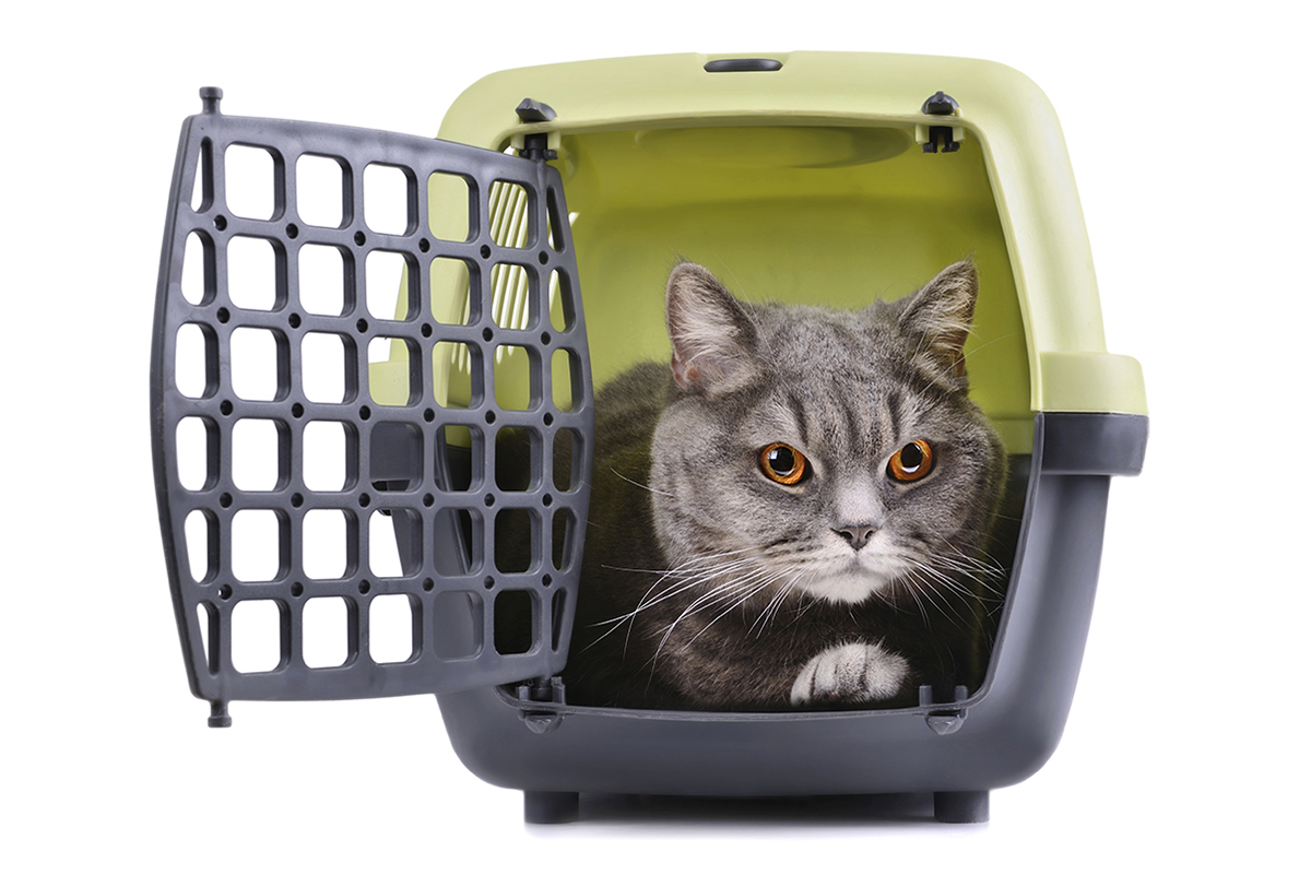 blog-life-with-pets-travel-cat-carrier-rect