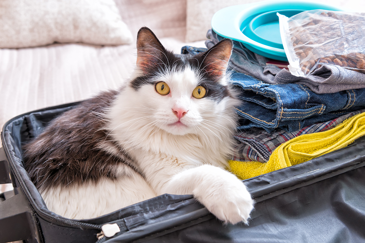 Cat sitting in the suitcase