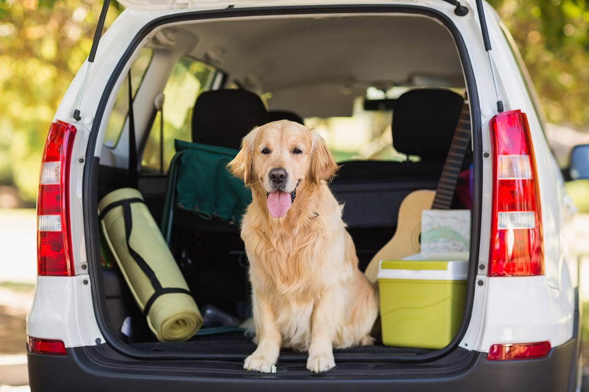 Domestic dog in car trunk