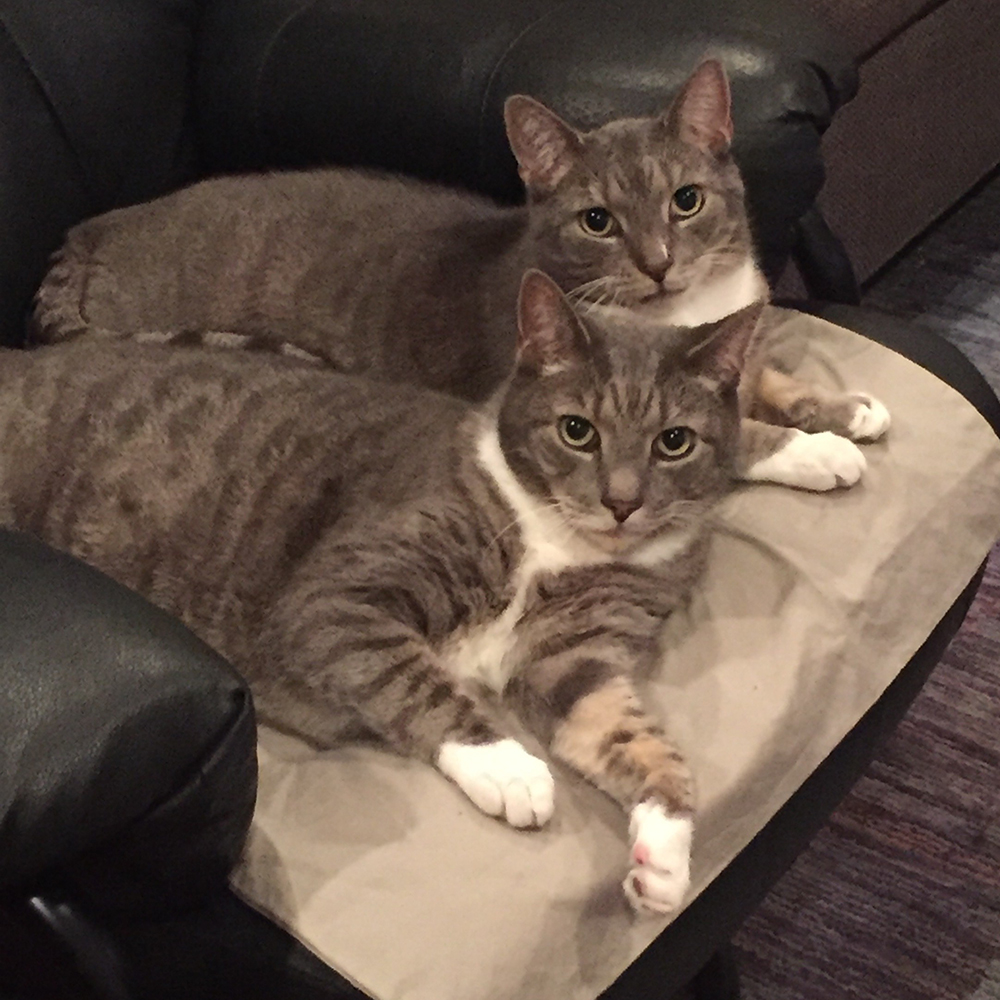 adoption-story-poppy-and-gus-img6-08202018