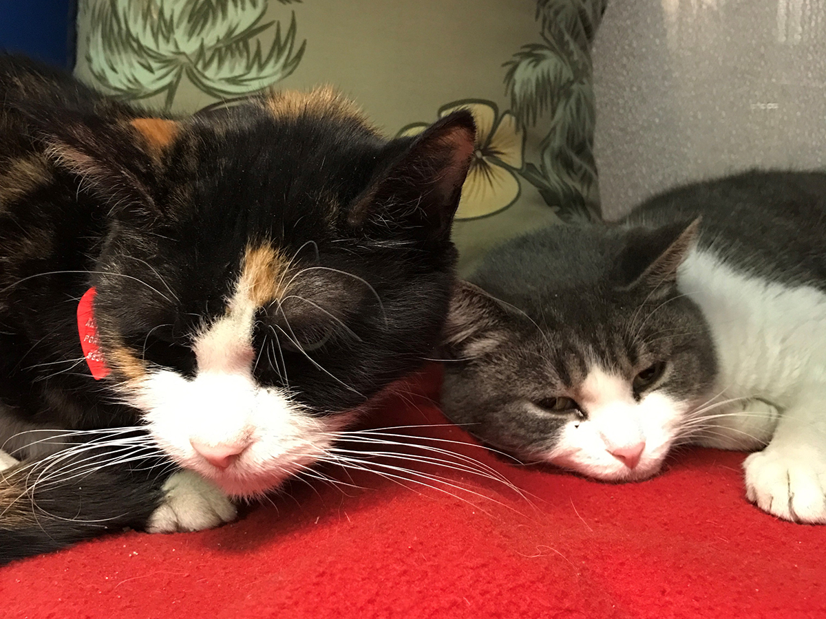 adoption-story-poppy-and-susie-08202018