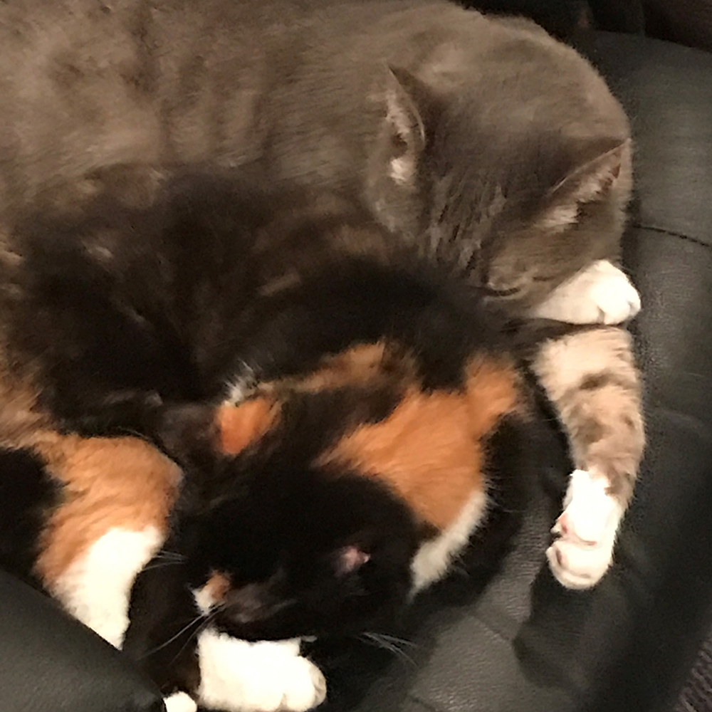 adoption-story-poppy-and-susie-img-4-08202018