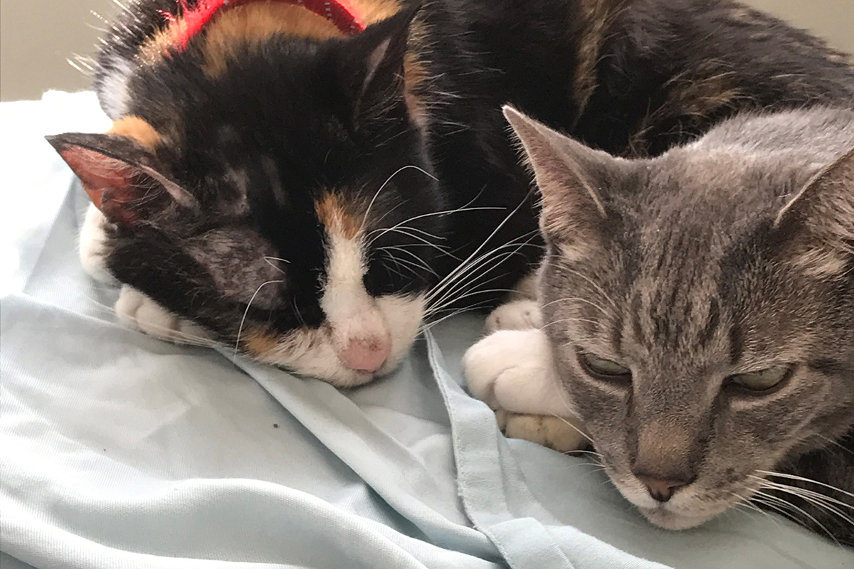 adoption-story-poppy-and-susie-img-5-08202018