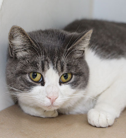 adoption-story-poppy-bf1175-2016