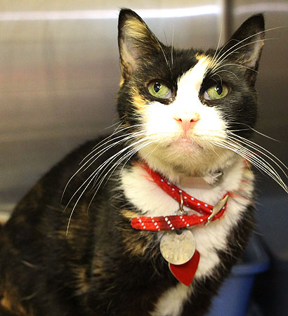adoption-story-susie-bf1177-2016