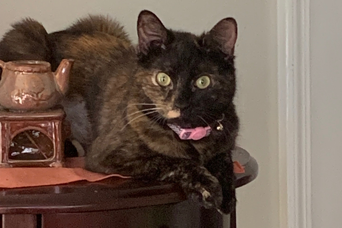 adoption-sabrina-adopter-pic-img1-030709edited