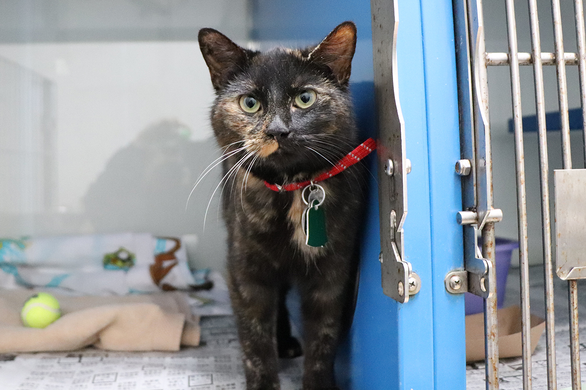 adoption-story-sabrina-img1951-011819