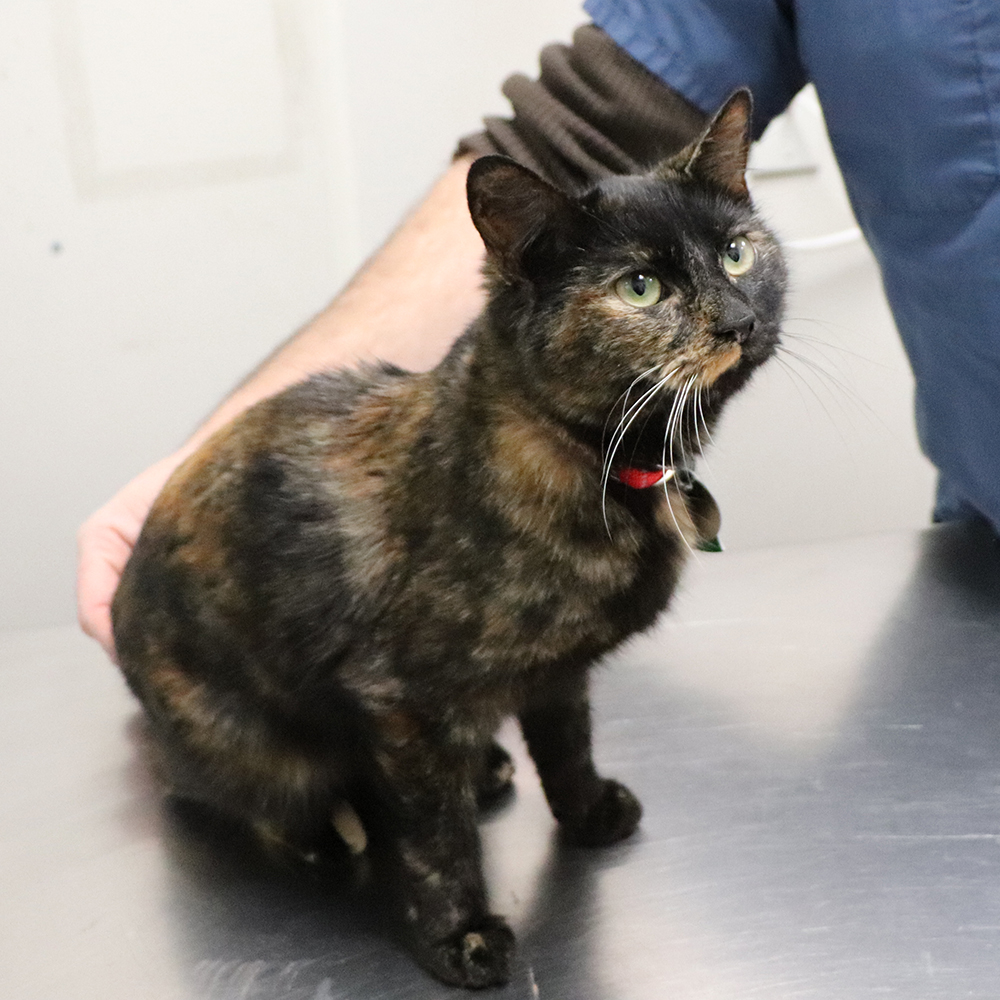 adoption-story-sabrina-img1986-011819