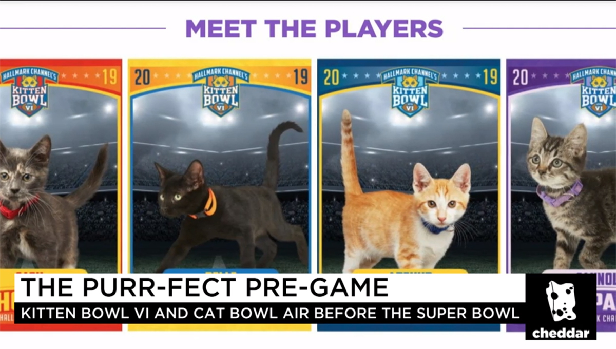 The Purrr-fect Super Bowl Alternative: Kittens!