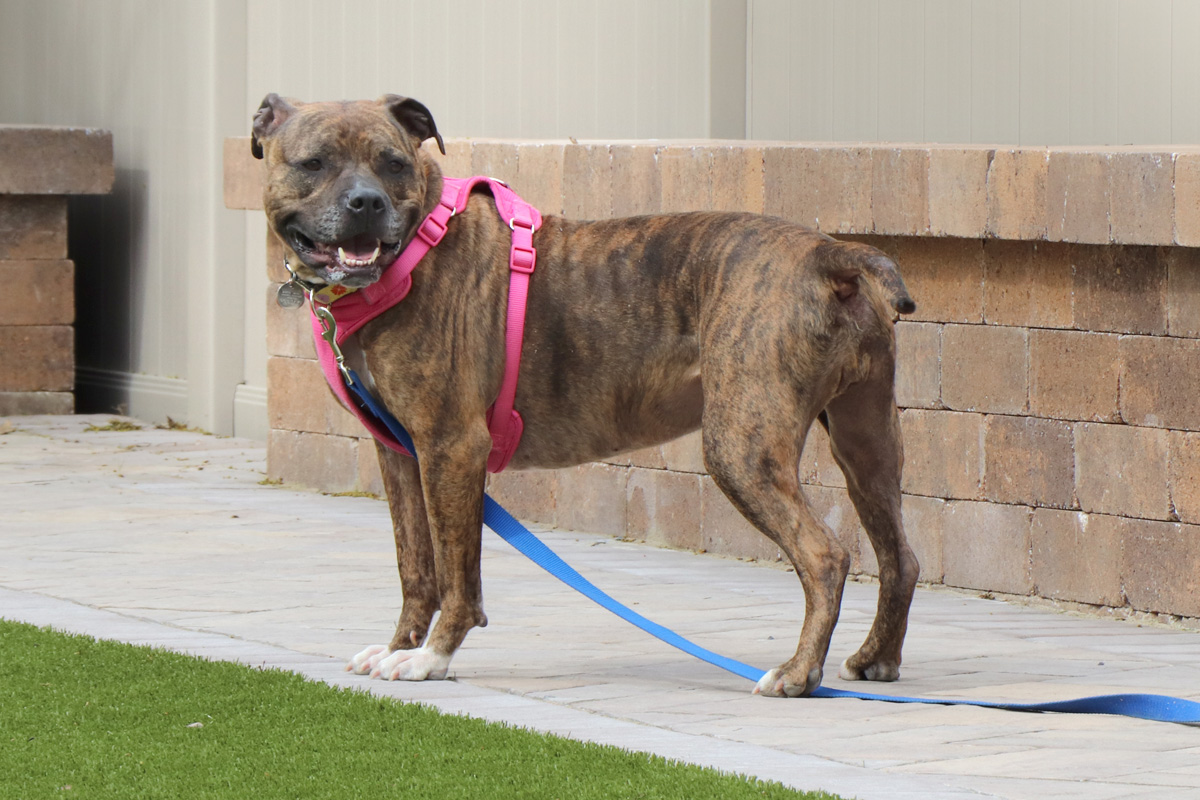 blog-bella-3a-071519