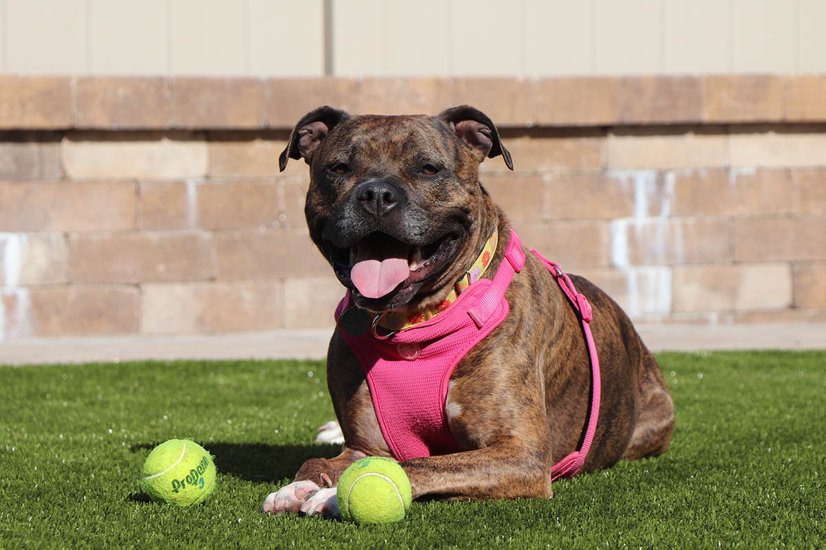 v29767-bella-female-pittie-mix-img6612
