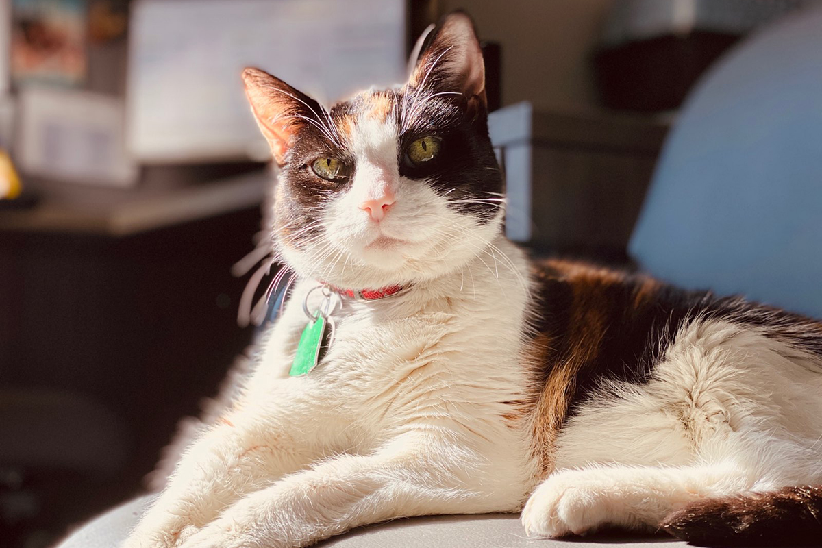feature-foster-care-during-covid19-larissa-lady.1
