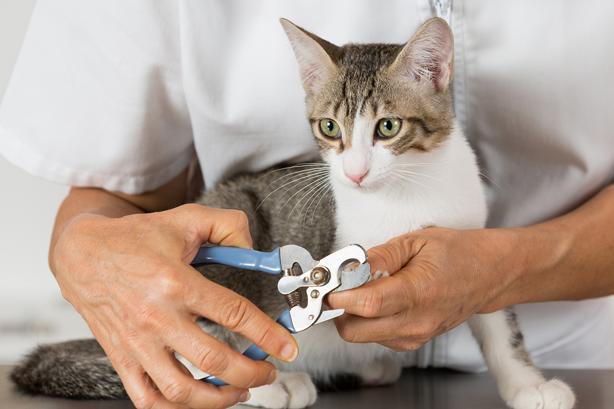 Cat at the hairdresser