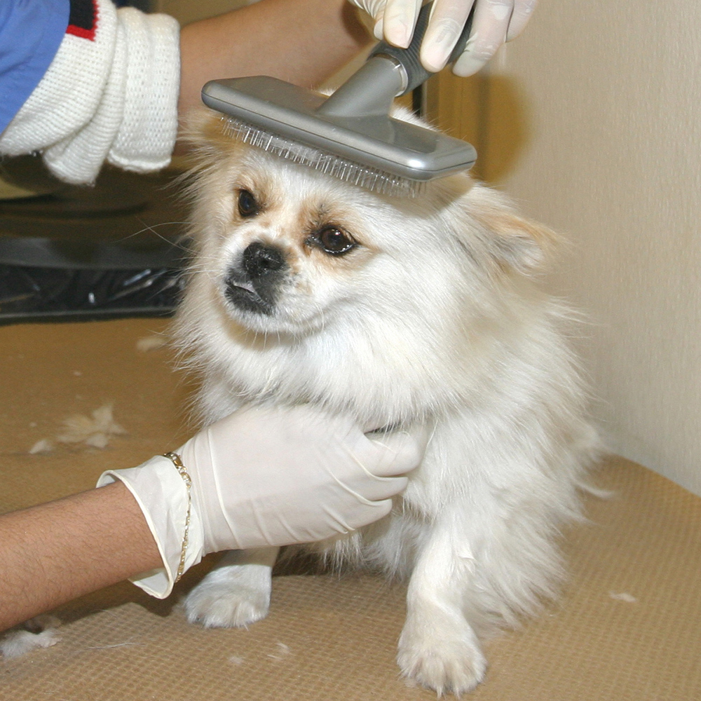 grooming-at-home-dog-getting-brushed