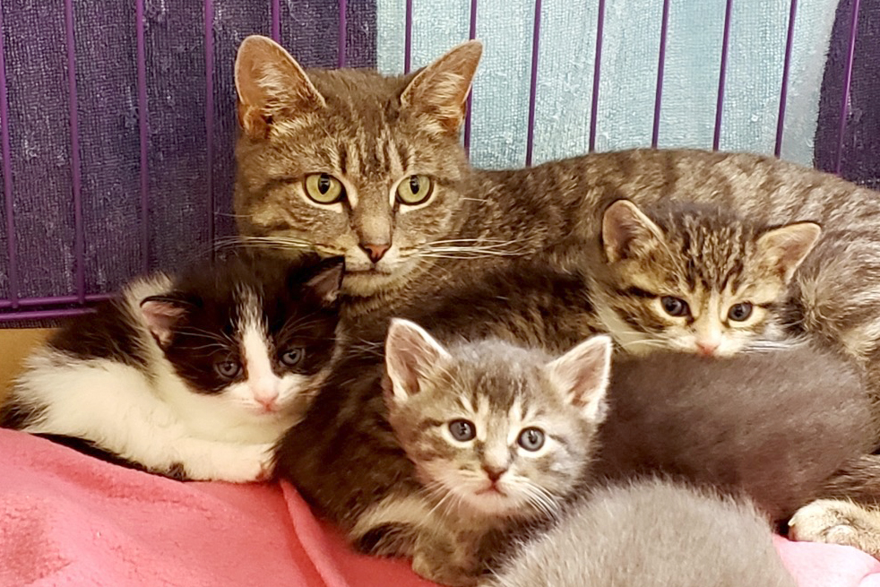 kittens-in-crisis-2020-mama-joy-and-kittens-IMG_6967