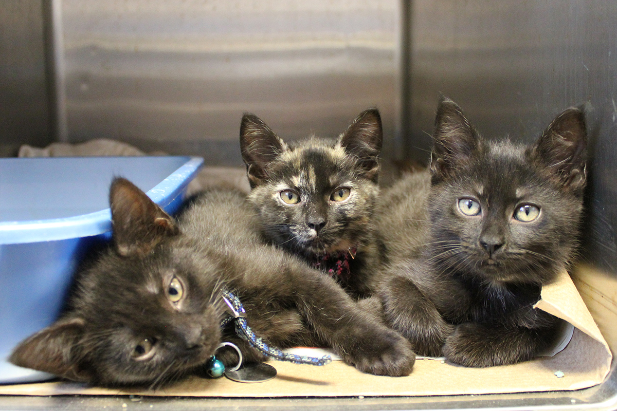 kittens-in-crisis-2020-trio-black-cats-tortie
