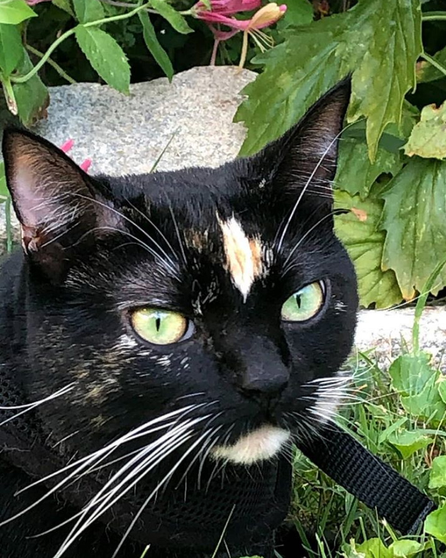 beth-blog-sept2020-olive-juniper