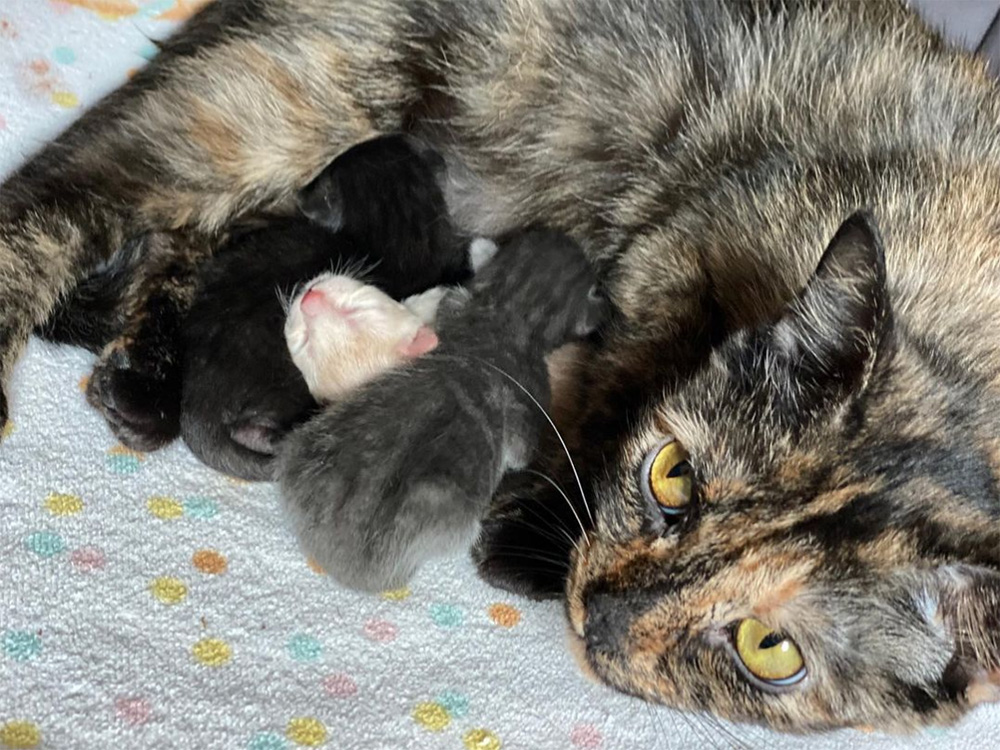 Mama Cherry and her litter