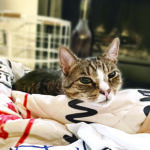 Sponsor Pet: Bobbi
