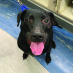 sponsor-pet-toby-052621b