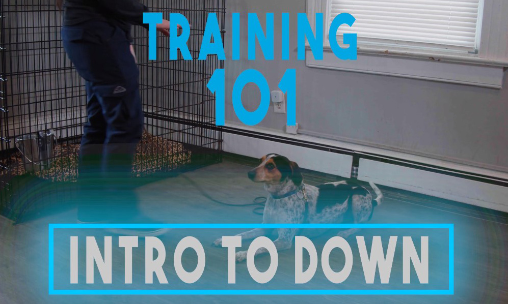 Training 101: Intro to Down