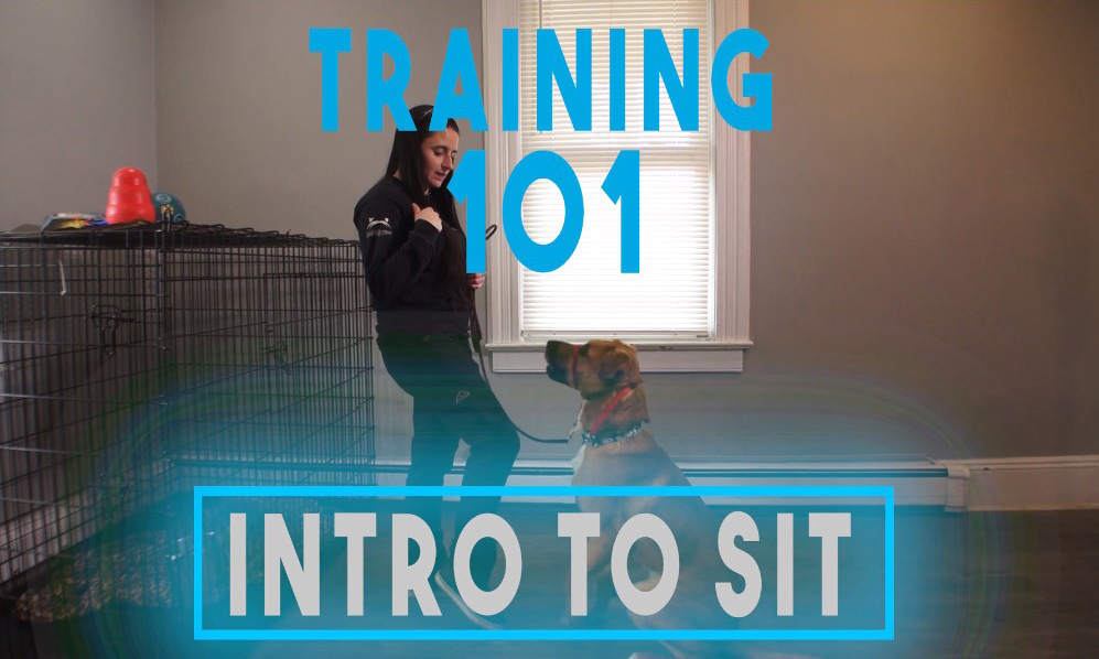 Intro to Sit