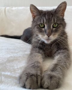 beth-blog-pear-grey