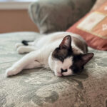sponsor-pet-khaleesi-080922b