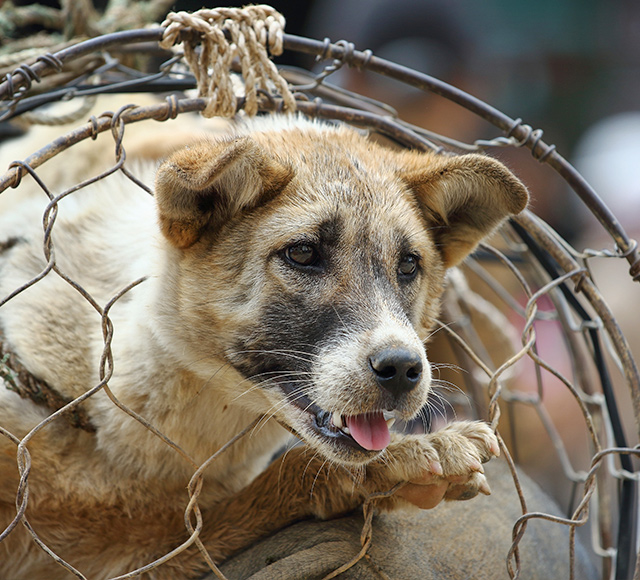 header-img-mobile-2023-yulin