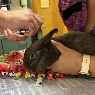 Sunnybunny at vet.