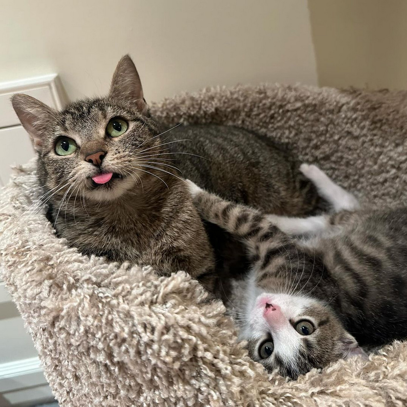 beths-blog-feb2024-momma-bleppy-and-bobby-b Momma Bleppy and Bobby B