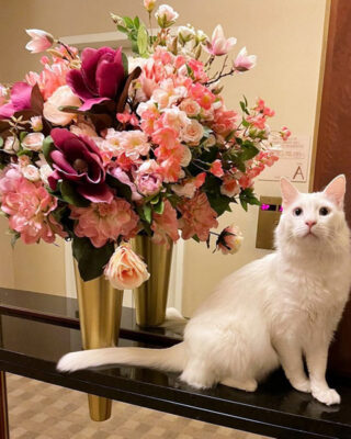 beth-blog-march24-harvey-heartthrob Harvey Dreamboat
