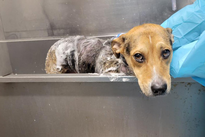 rescue-violet-bath-1000019232-(002)