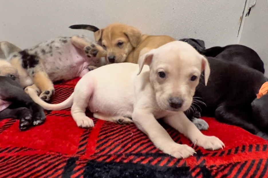 rescue-violet-pups-medical-alert