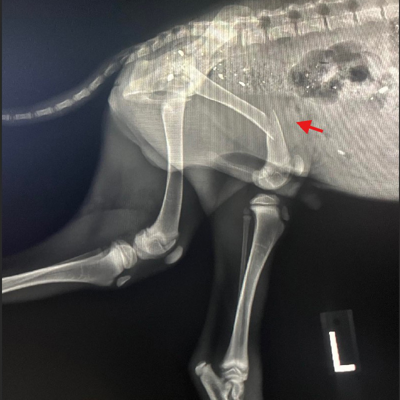 feature-a-hmh-hermie-xray-800×800 Help Hermie Heal