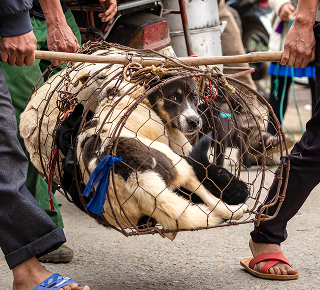 header-img-mobile-2024-yulin