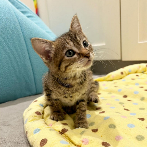 bethblog-june2024-lil-peanut Lil' Peanut