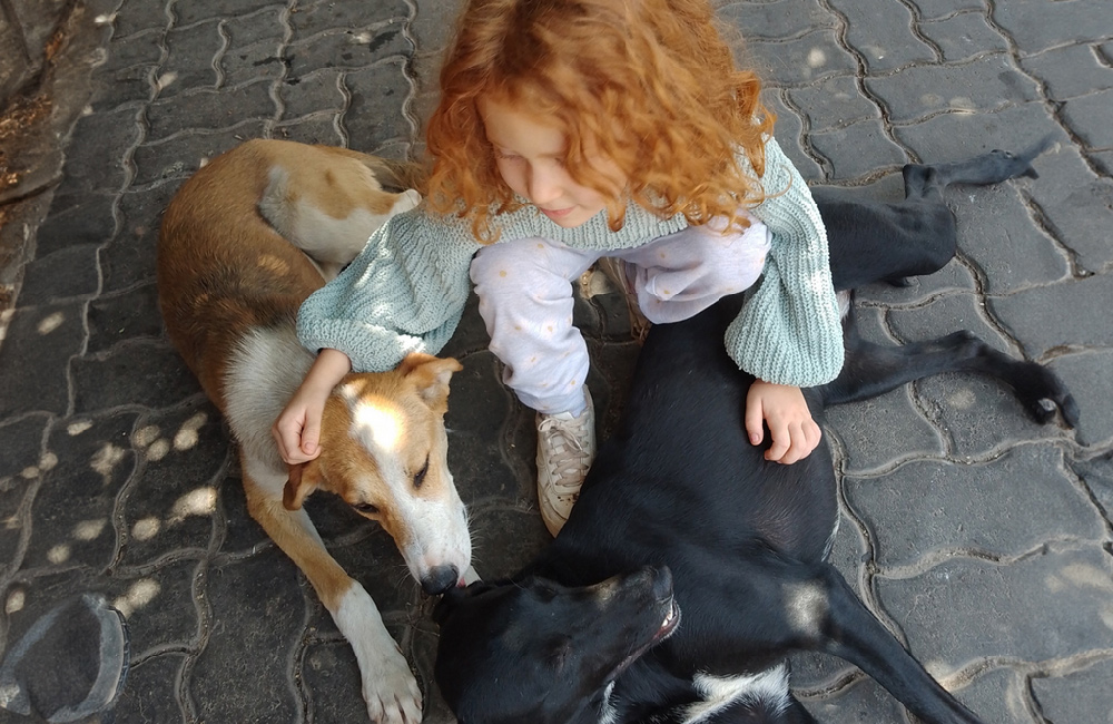 bethblog-june2024-muttigree-ambassador-img2 Mutt-i-grees® Curriculum Student Ambassador comforts dogs in Morocco.