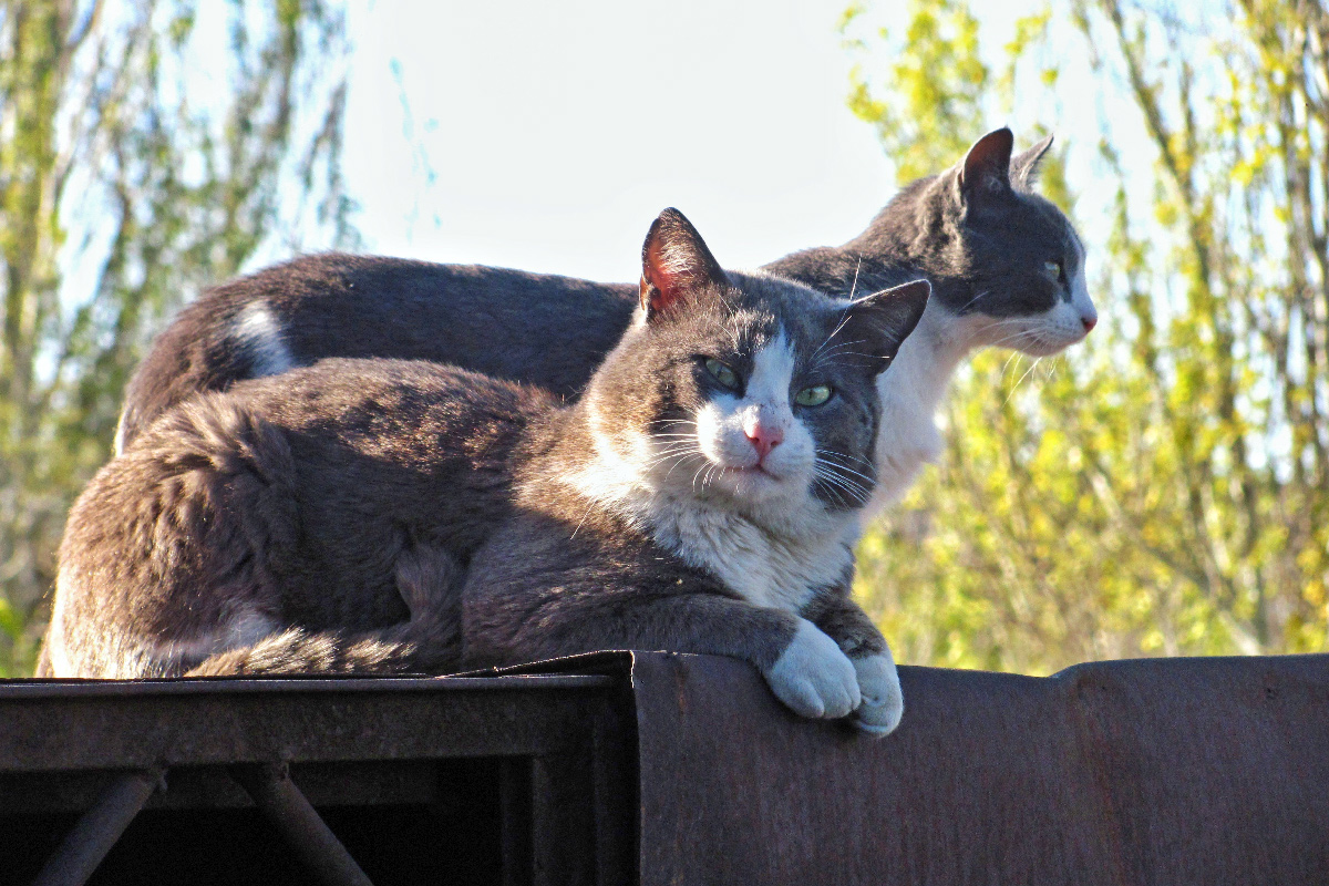 feral-cats-on-roof Feral cats in sun.