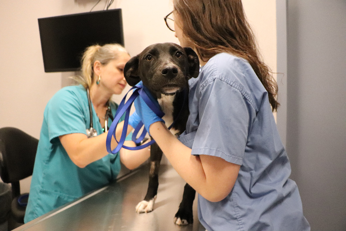 hmh-fancy-vet-exam-IMG_9177 Help Fancy Heal
