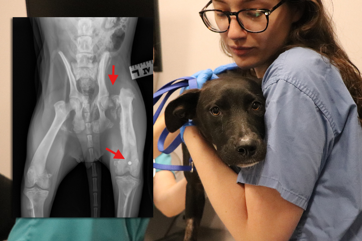 hmh-fancy-vet-exam-IMG_9185v2 Help Fancy Heal
