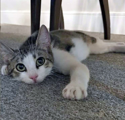 beth-blog-july-philly-kitten