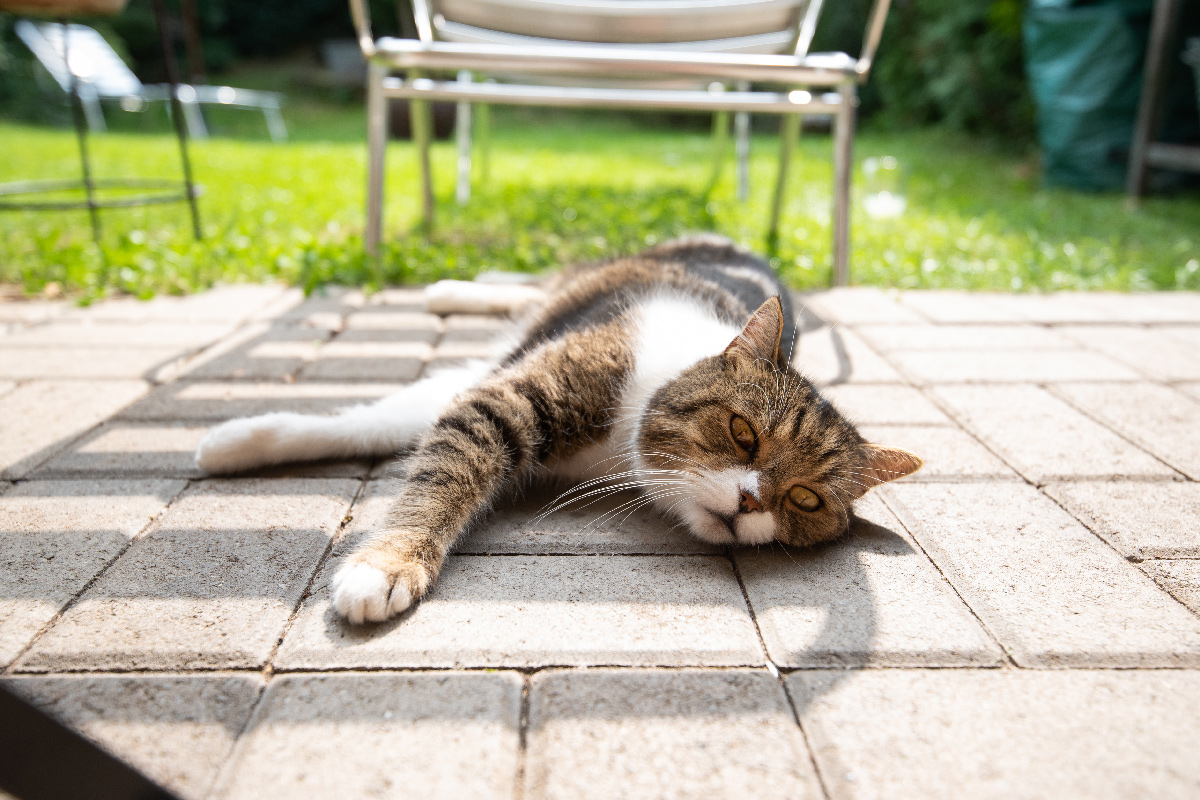 blog-heatstroke-cat-on-patio