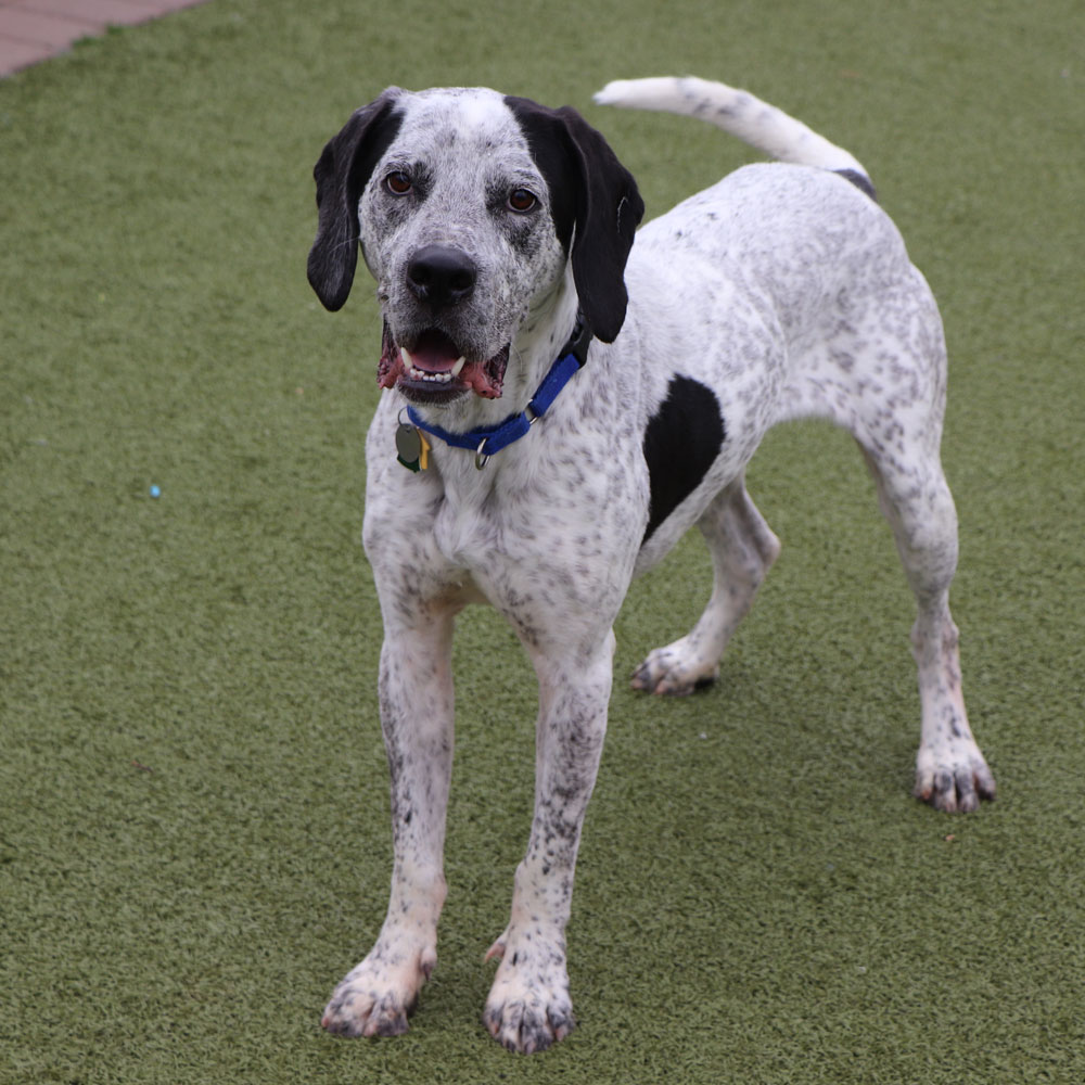 la2972-bluto-male-black-white-mix-032824c Bluto, #LA2972