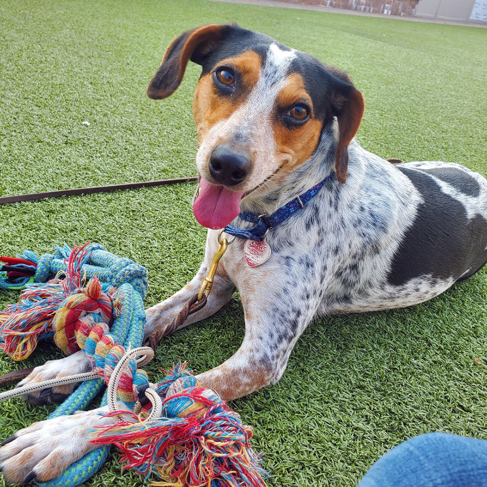 t102425-esme-female-adult-brown-white-beagle-mix-032422b Esme, #T102425