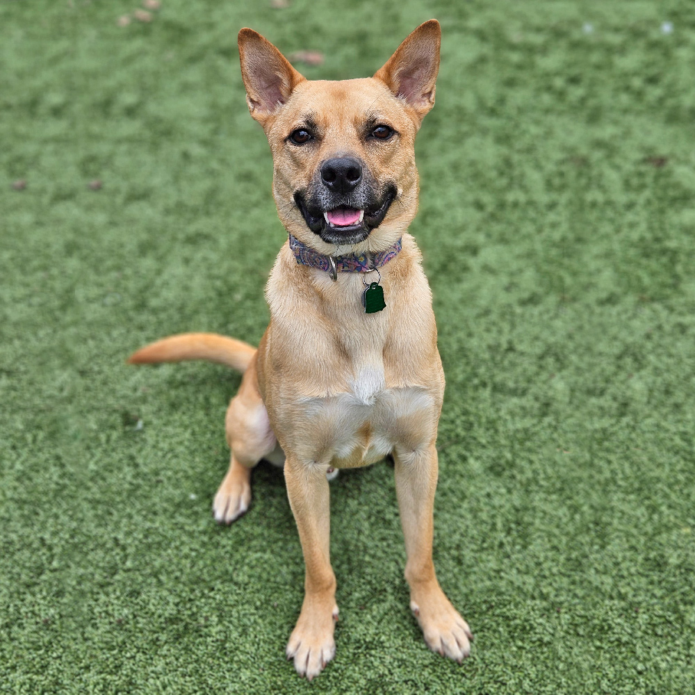 t106087-johnny-male-young-tan-shepherd-mix-123123b Johnny, #T106087